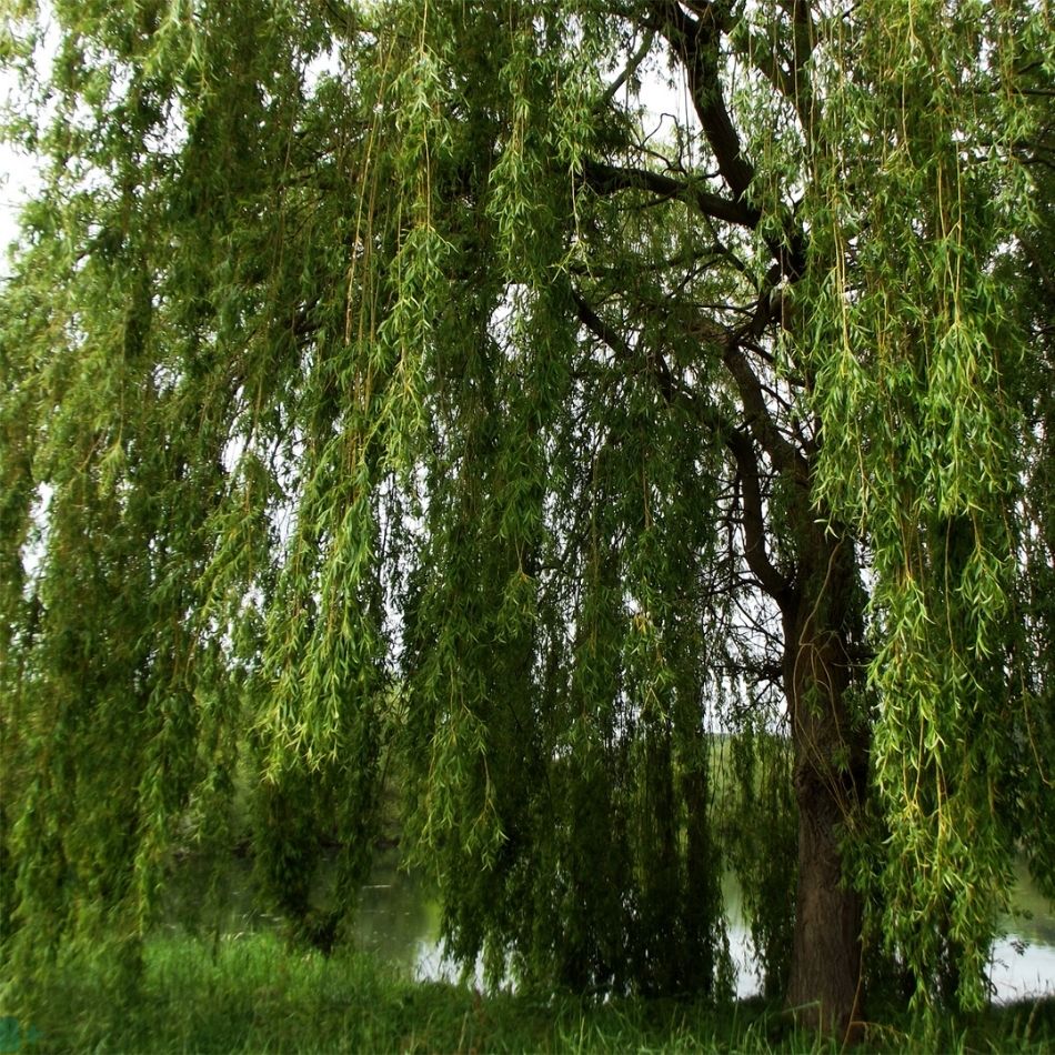 Salix babylonica trunk framed by dense curtains of narrow hanging leaves.