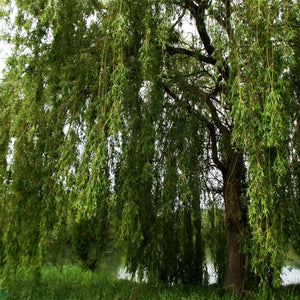Salix babylonica trunk framed by dense curtains of narrow hanging leaves.