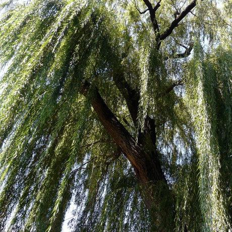 Upward view of a Salix babylonica trunk beneath curtains of slender weeping foliage.