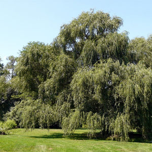 Large mature Salix babylonica forming a broad, cascading green crown in parkland.