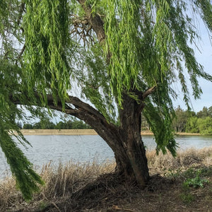 Gnarled Salix babylonica trunk with long leafy branches trailing beside a lake.