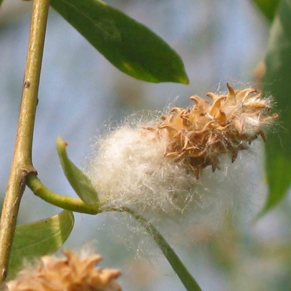 Close-up of fluffy white seed fibres emerging from a Salix babylonica catkin.
