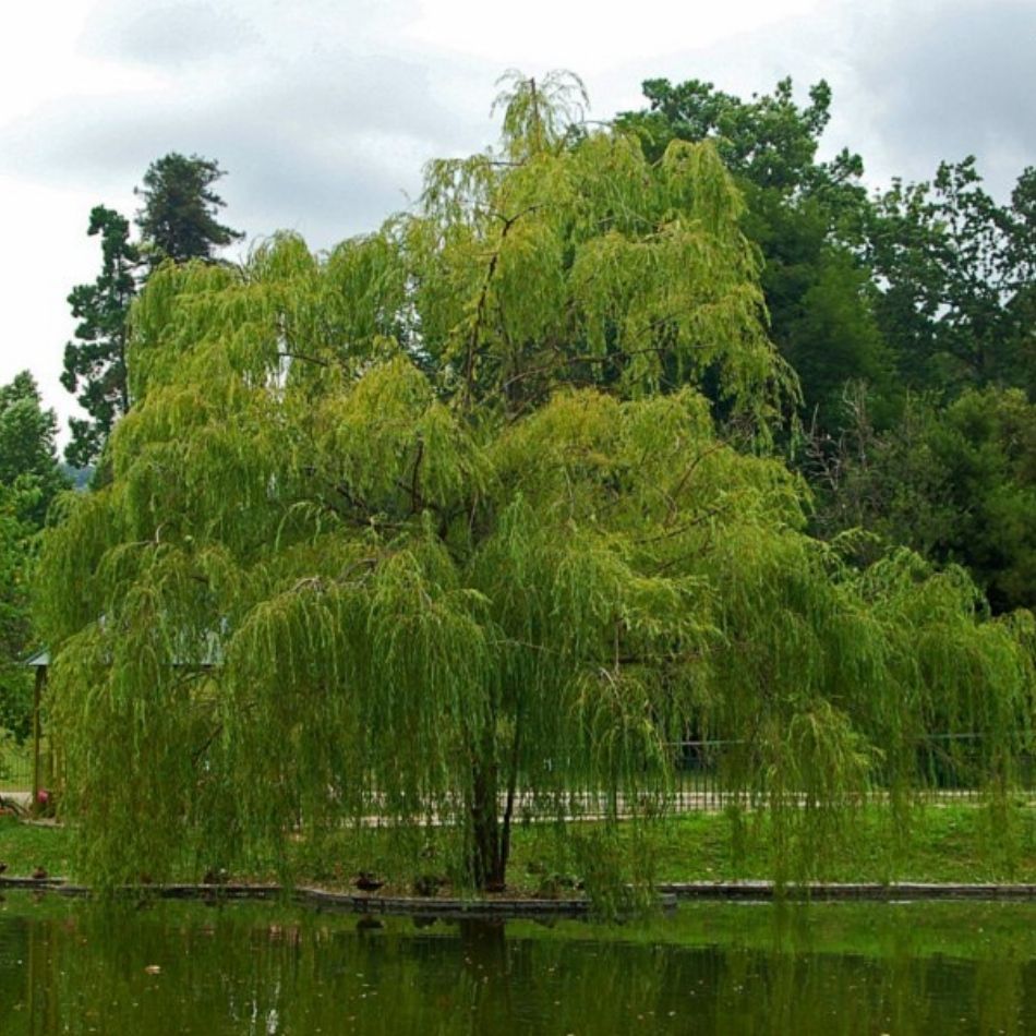 Rounded Salix babylonica with trailing green branches growing beside a pond.