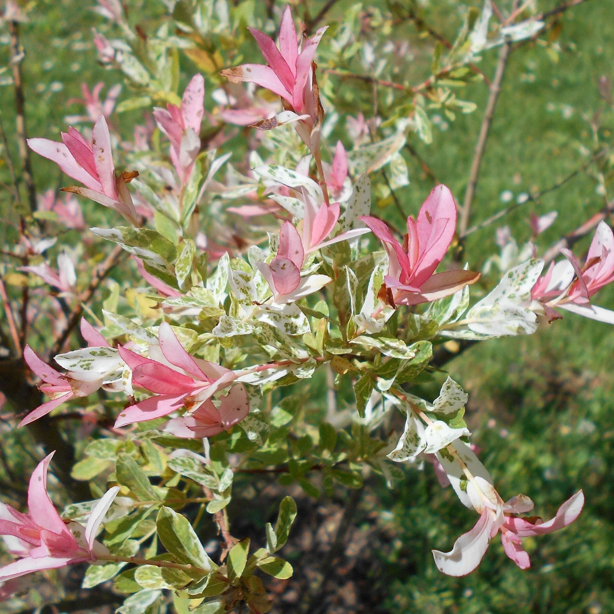 Salix integra ‘Hakuro-nishiki’