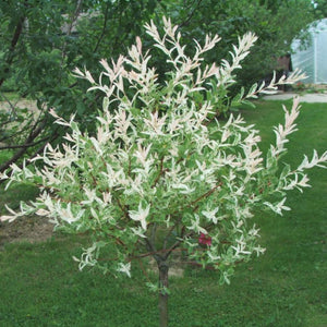 Salix integra ‘Hakuro-nishiki’