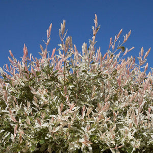 Salix integra ‘Hakuro-nishiki’