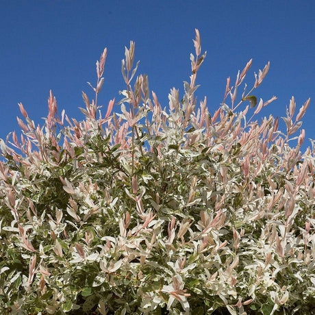 Salix integra ‘Hakuro-nishiki’