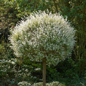 Salix integra ‘Hakuro-nishiki’