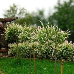 Salix integra ‘Hakuro-nishiki’