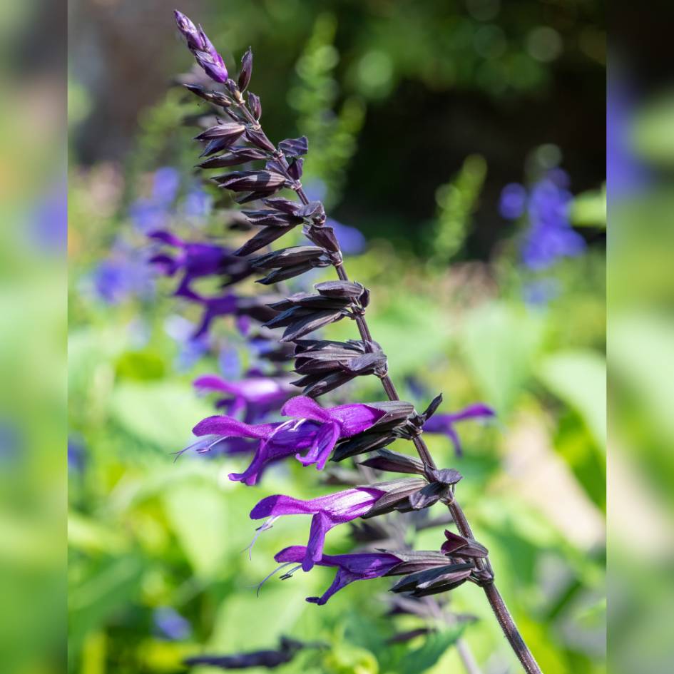 Salvia ‘Amistad’