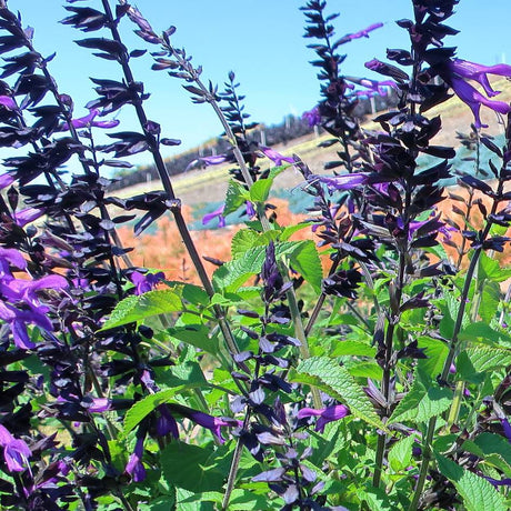 Upright Salvia ‘Amistad’ stems carrying dark purple flower spikes against the sky.