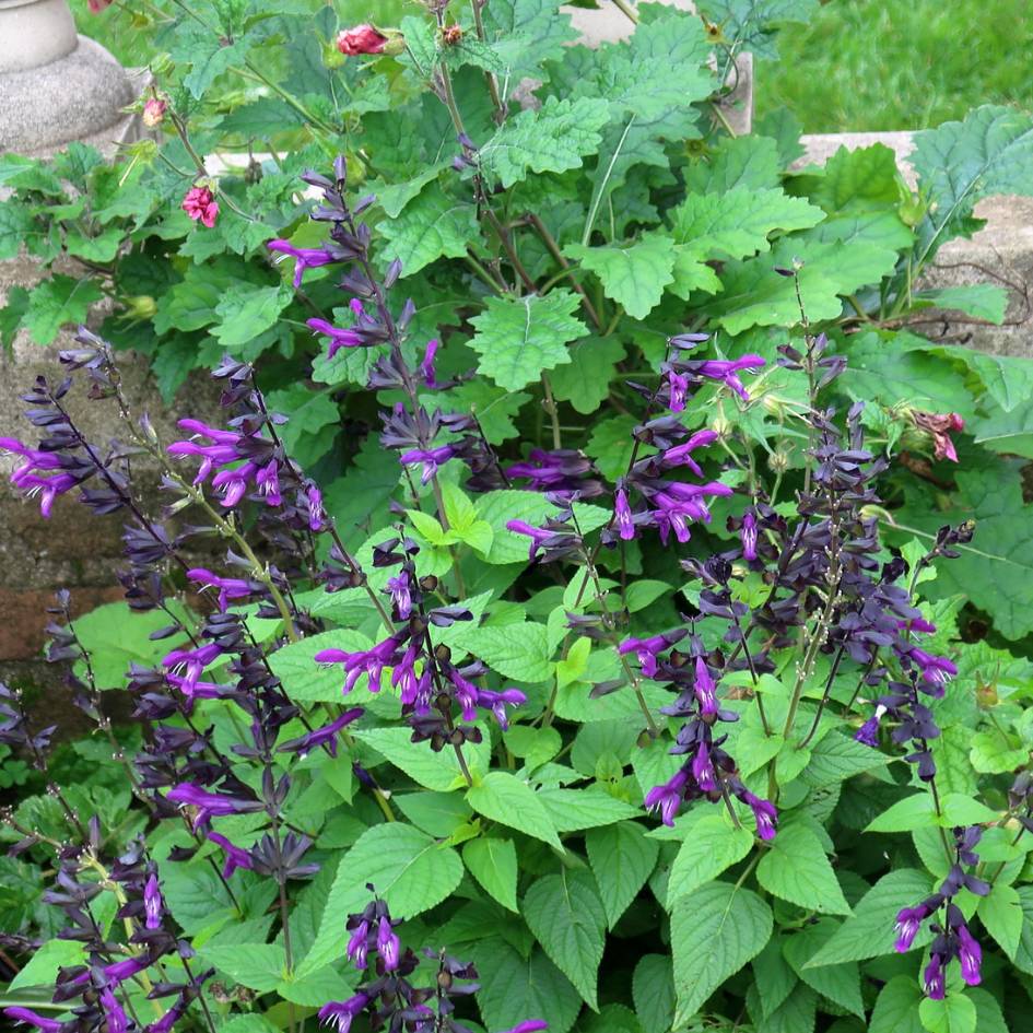 Salvia ‘Amistad’
