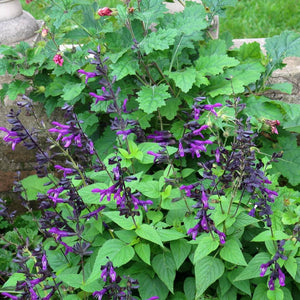 Salvia ‘Amistad’