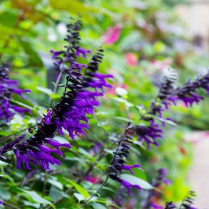 Salvia ‘Amistad’