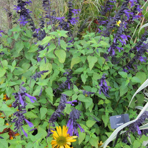 Salvia ‘Amistad’