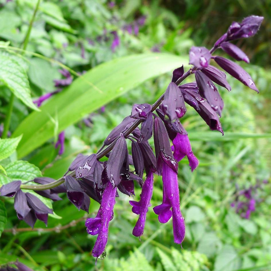 Salvia ‘Amistad’
