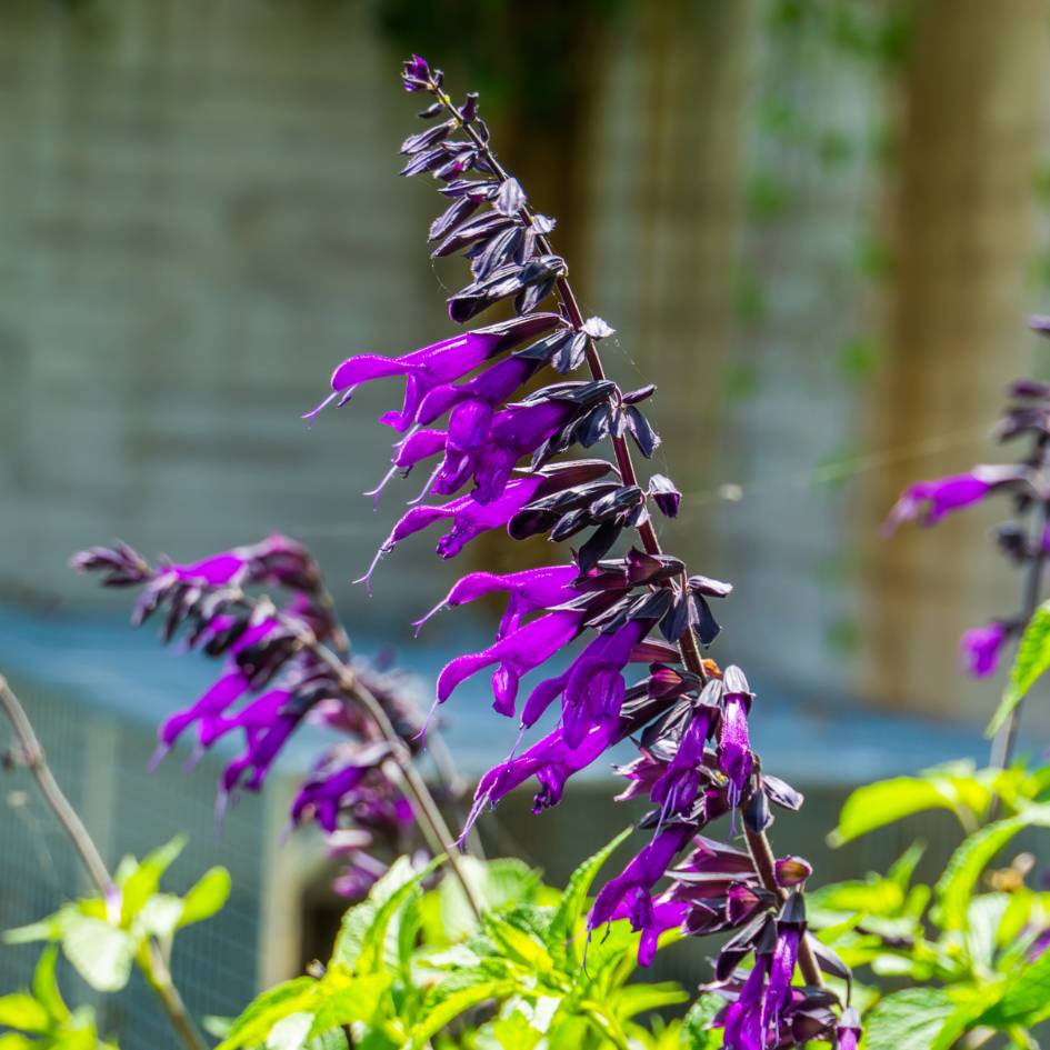 Salvia ‘Amistad’