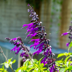 Salvia ‘Amistad’
