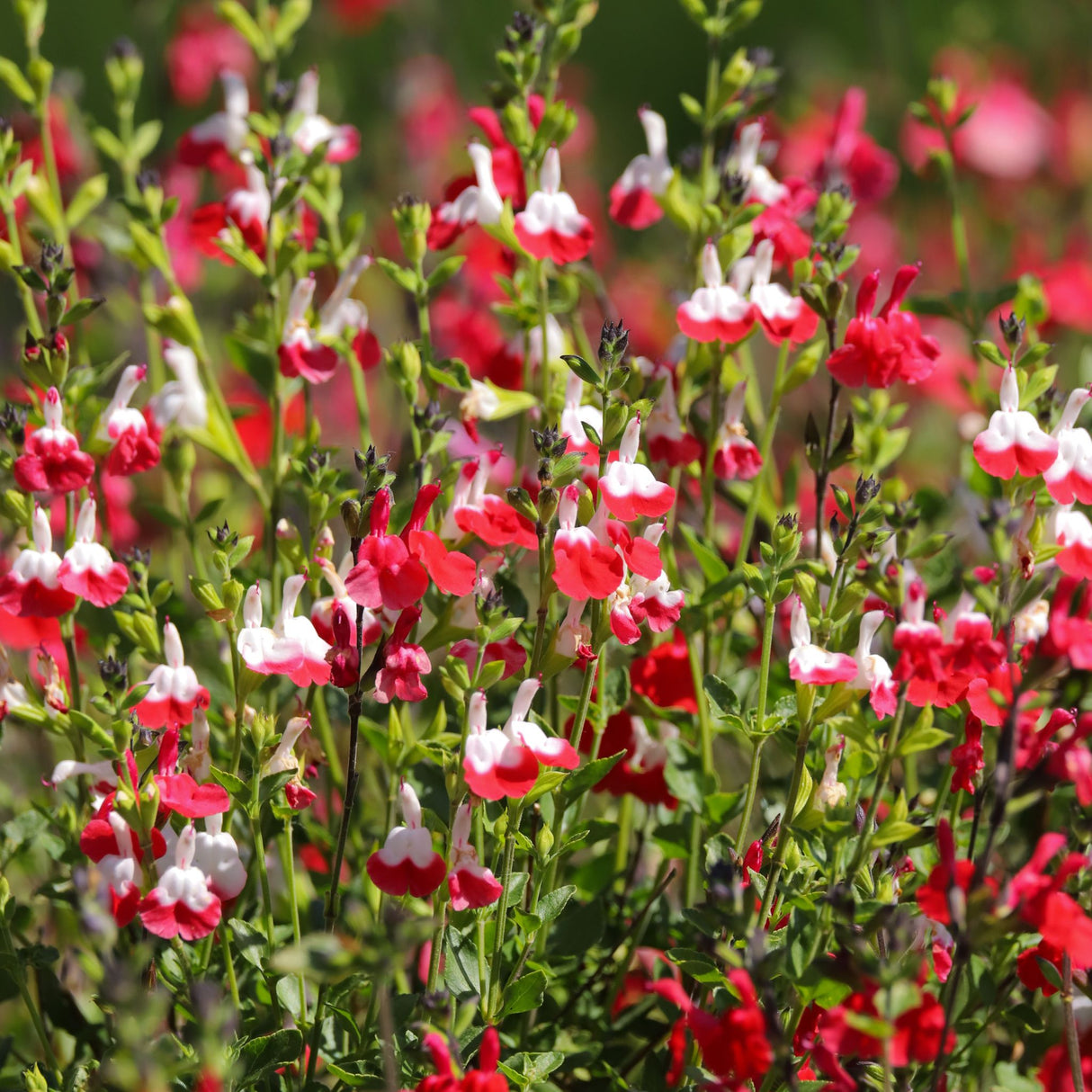 Salvia microphylla ‘Hot Lips’