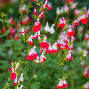 Salvia microphylla ‘Hot Lips’