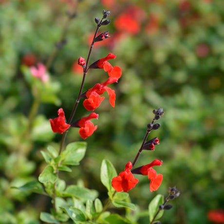 Salvia microphylla ‘Royal Bumble’