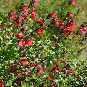 Salvia microphylla ‘Royal Bumble’