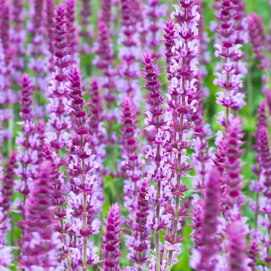 Salvia nemorosa ‘Amethyst’