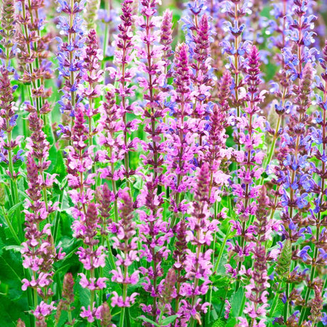 Salvia nemorosa ‘Amethyst’