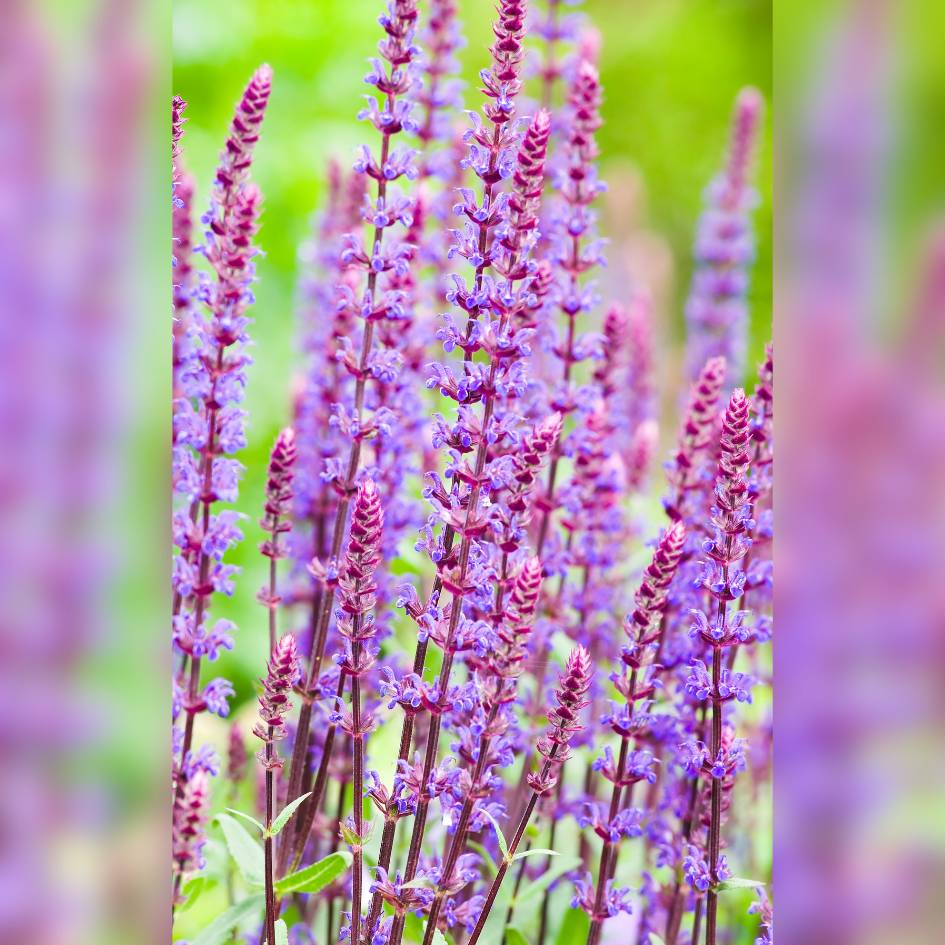 Salvia nemorosa ‘Amethyst’
