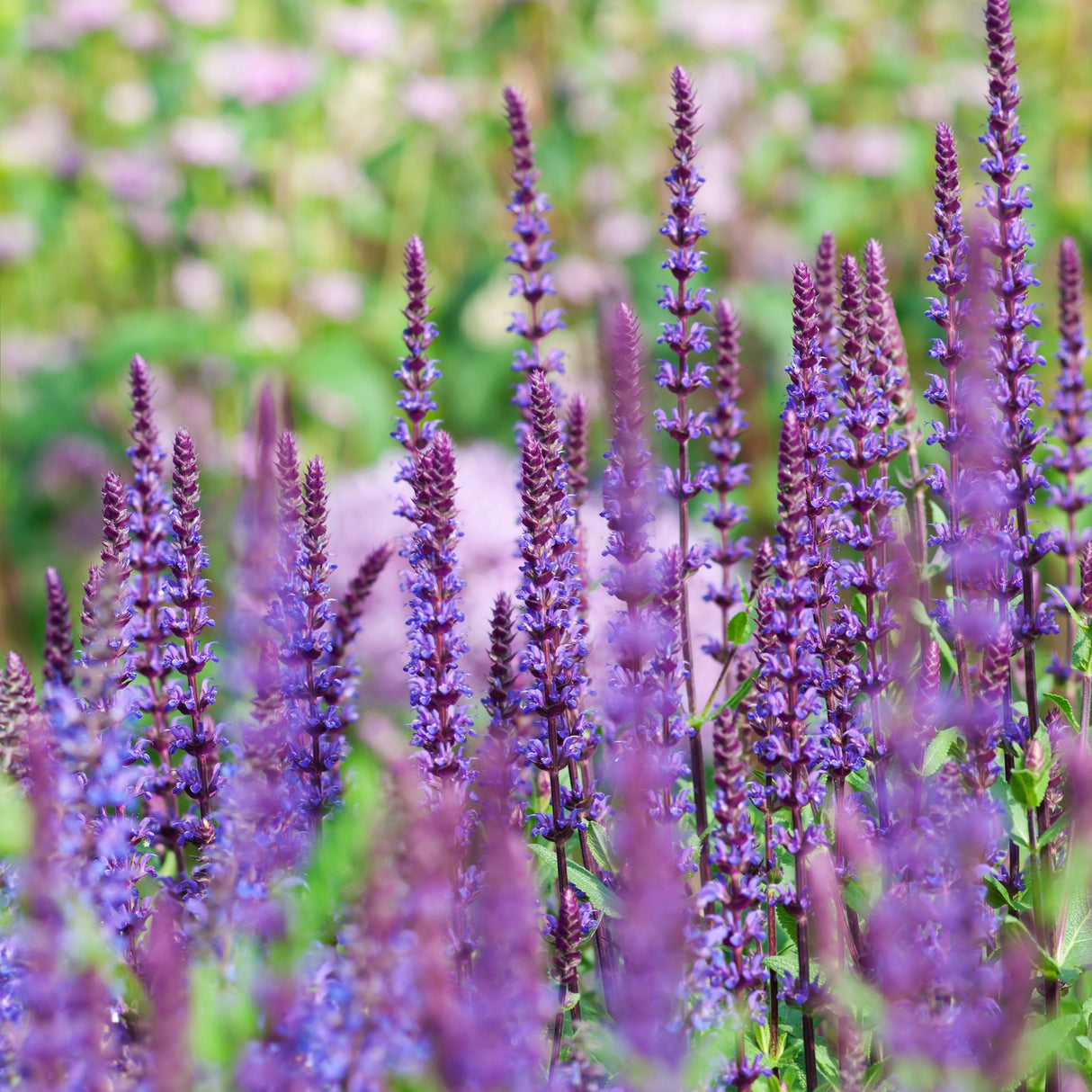 Salvia nemorosa ‘Caradonna’