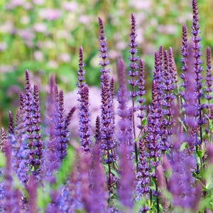 Salvia nemorosa ‘Caradonna’
