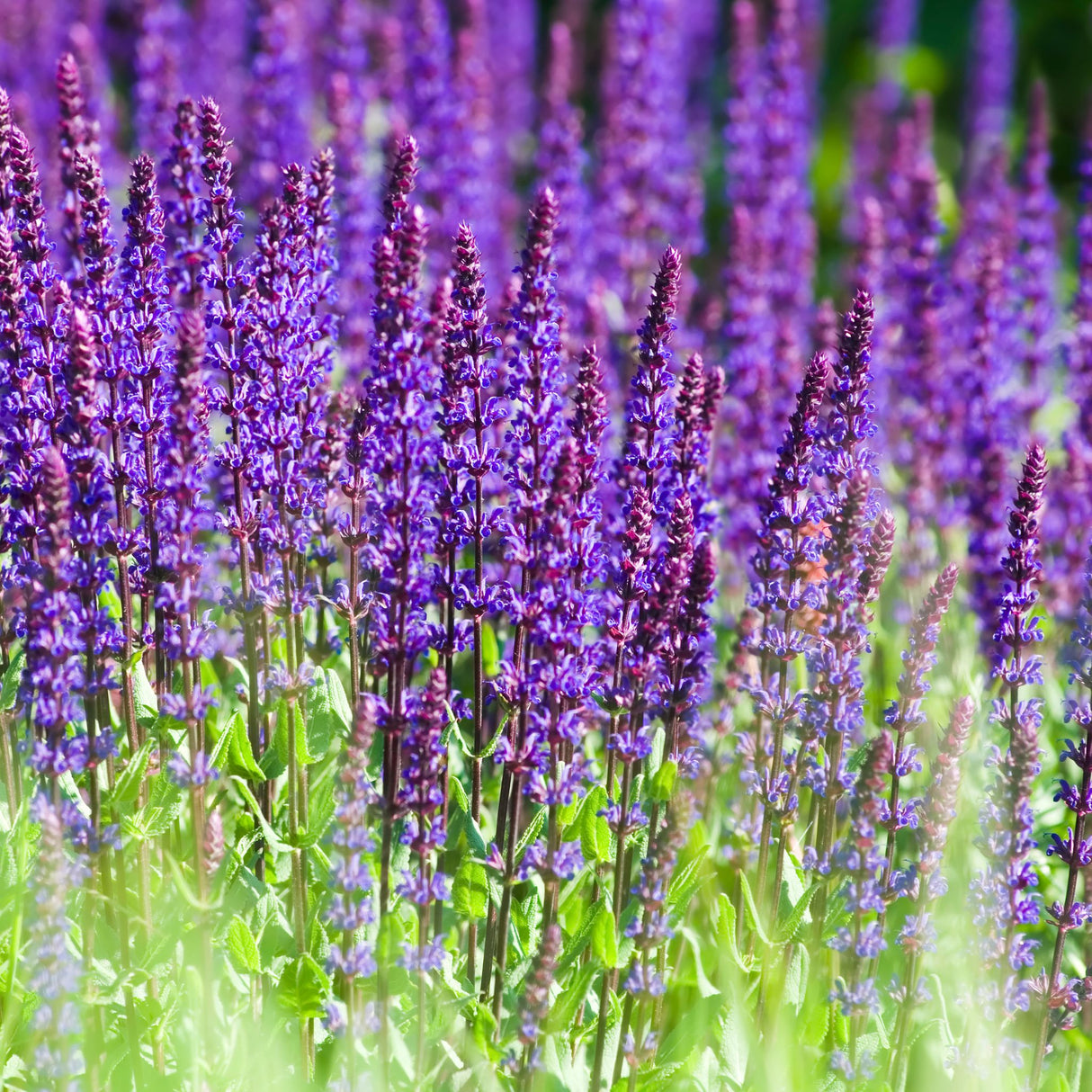 Salvia nemorosa ‘Caradonna’