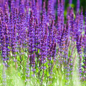 Salvia nemorosa ‘Caradonna’
