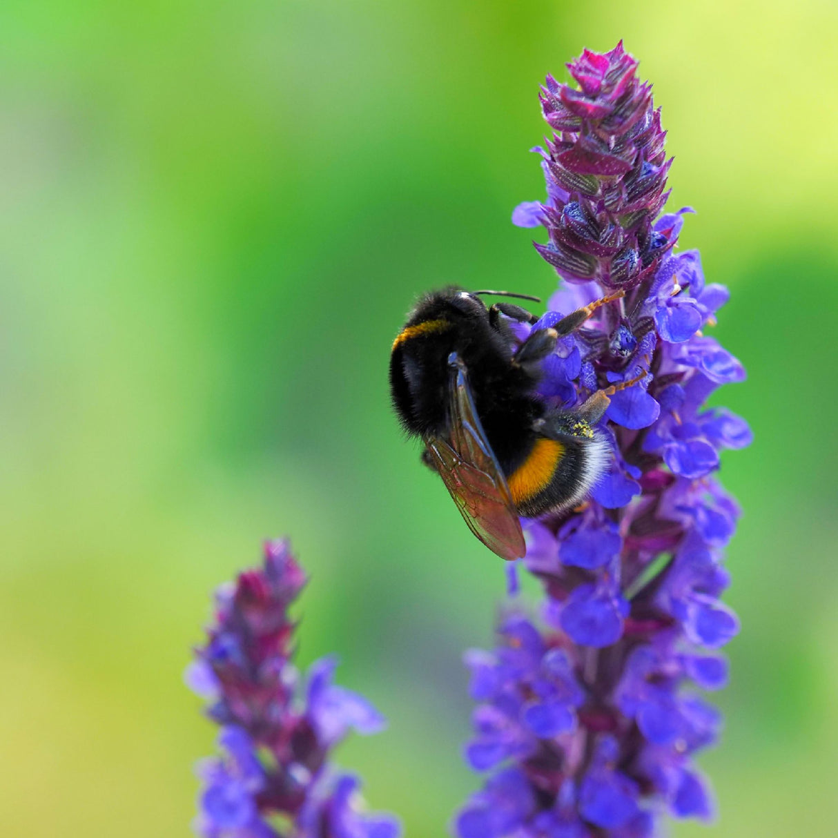Salvia nemorosa ‘Caradonna’