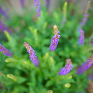 Salvia nemorosa ‘East Friesland’