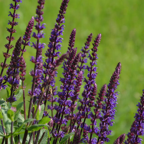 Upright dark violet Salvia nemorosa ‘East Friesland’ spikes against a grassy background.