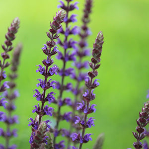 Salvia nemorosa ‘East Friesland’