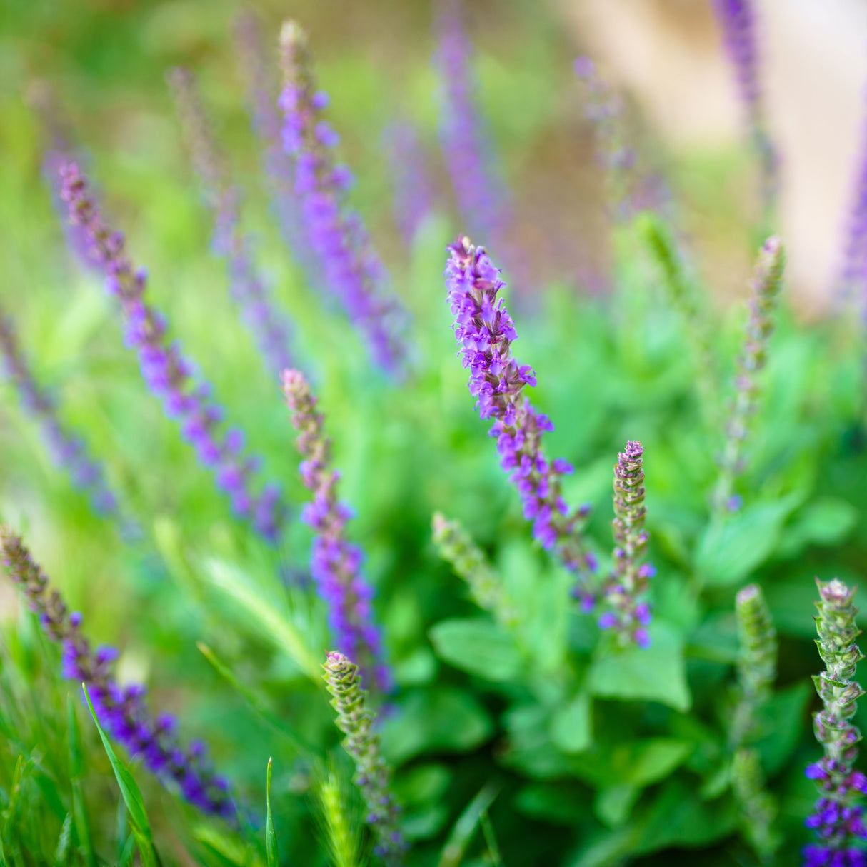 Salvia nemorosa ‘East Friesland’