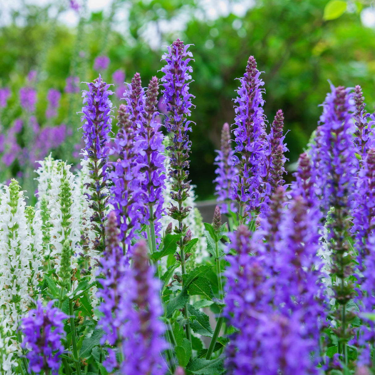 Salvia nemorosa ‘May Night’