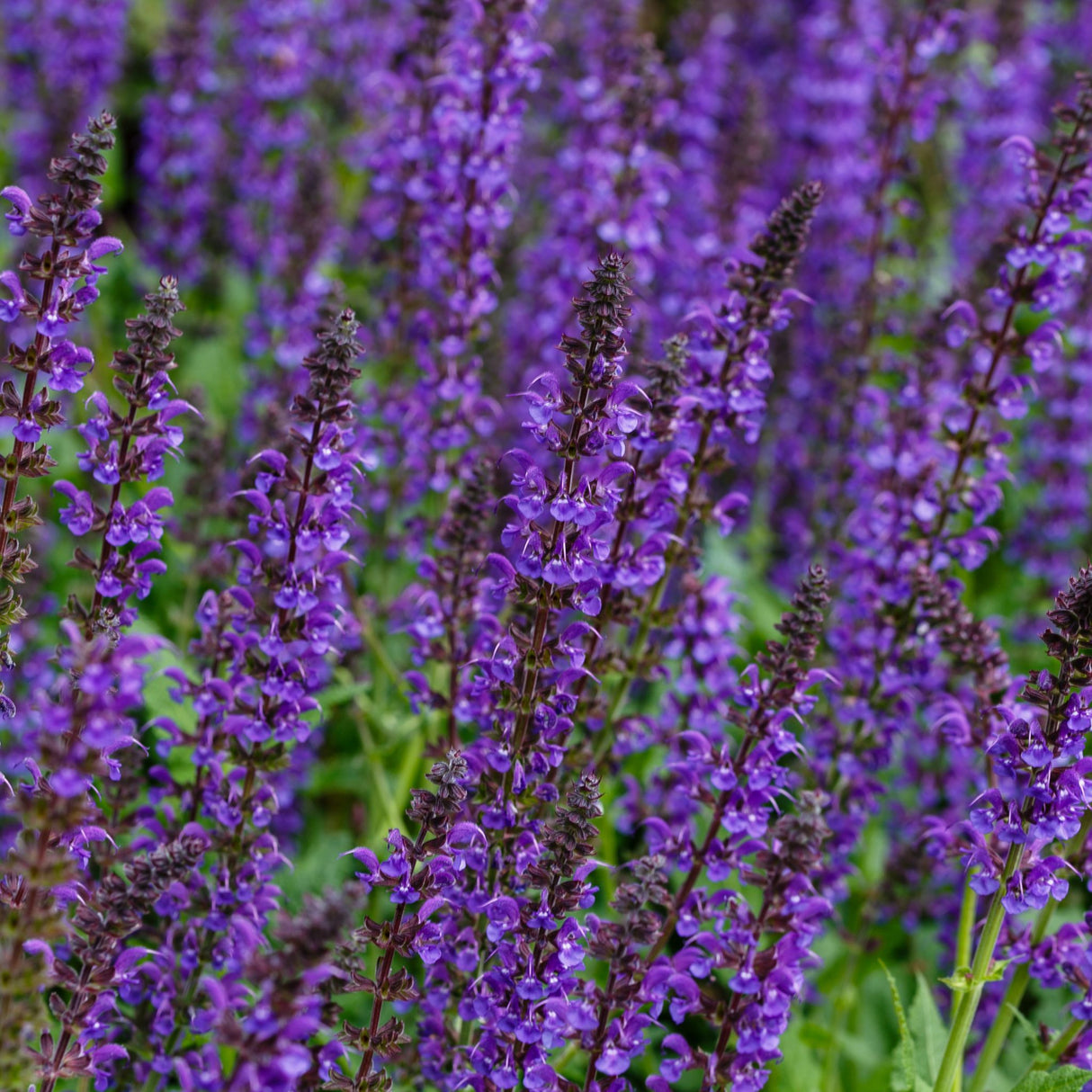 Salvia nemorosa ‘May Night’