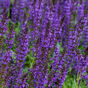 Salvia nemorosa ‘May Night’