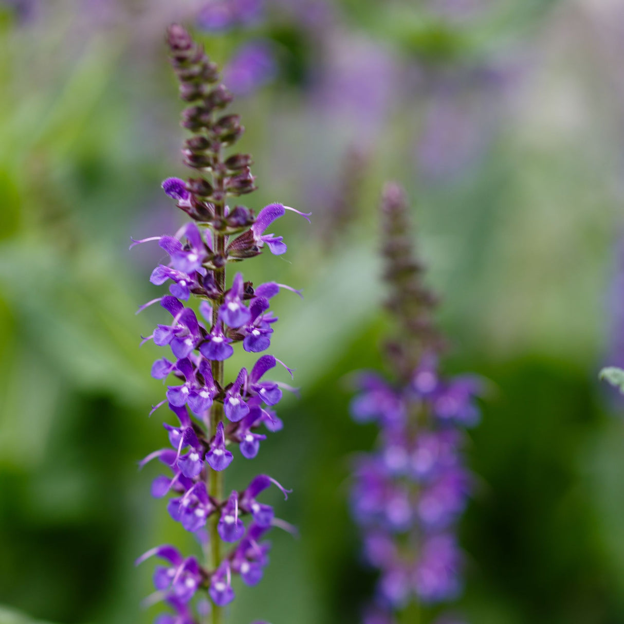 Salvia nemorosa ‘May Night’