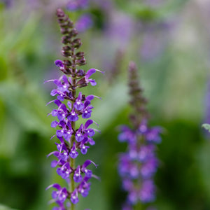 Salvia nemorosa ‘May Night’