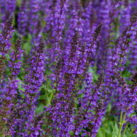 Dense stand of deep violet Salvia nemorosa ‘May Night’ flower spikes.