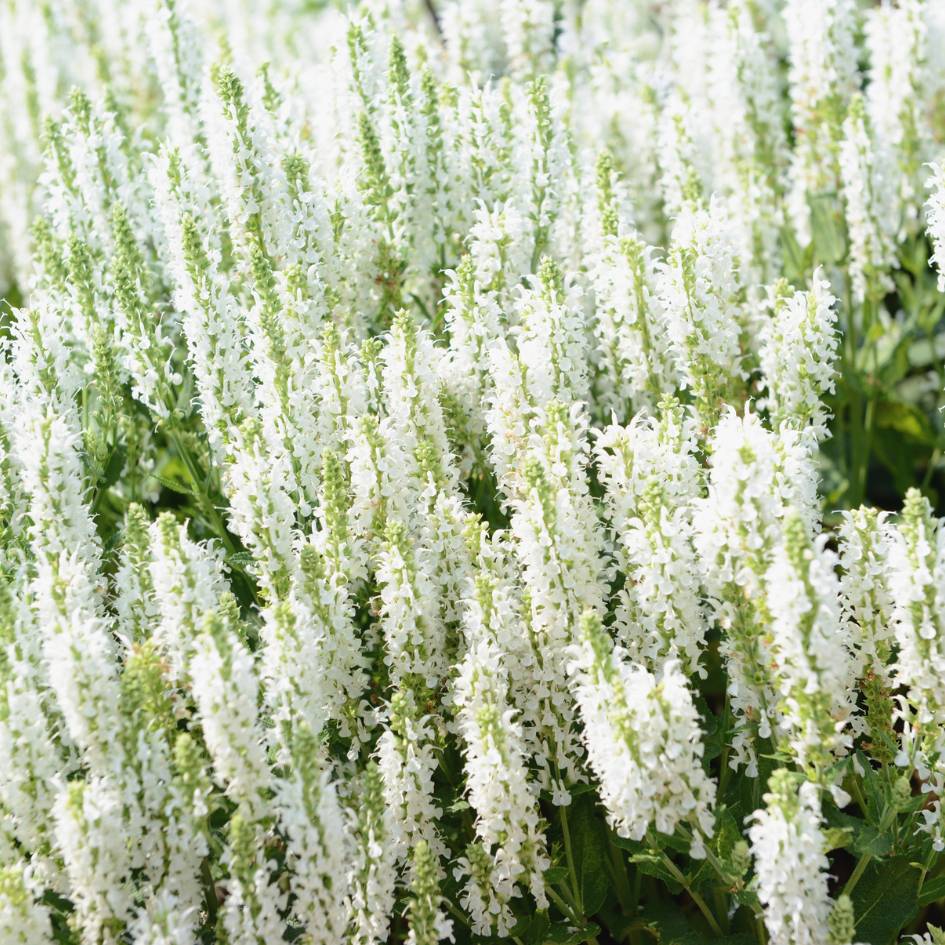 Salvia nemorosa ‘Snow Hills’