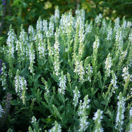 Salvia nemorosa ‘Snow Hills’