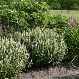 Salvia nemorosa ‘Snow Hills’