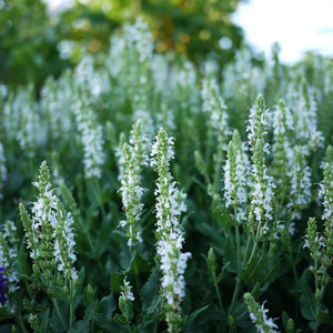 Salvia nemorosa ‘Snow Hills’