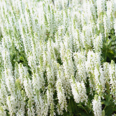 Mass of upright white Salvia nemorosa ‘Snow Hills’ flower spikes.