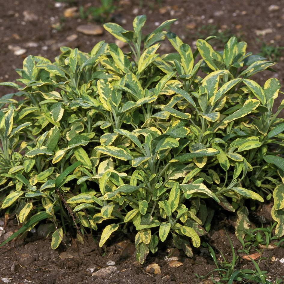 Salvia officinalis ‘Icterina’
